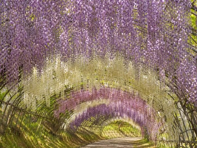 藤のトンネルに包まれる、春だけの幻想的な風景