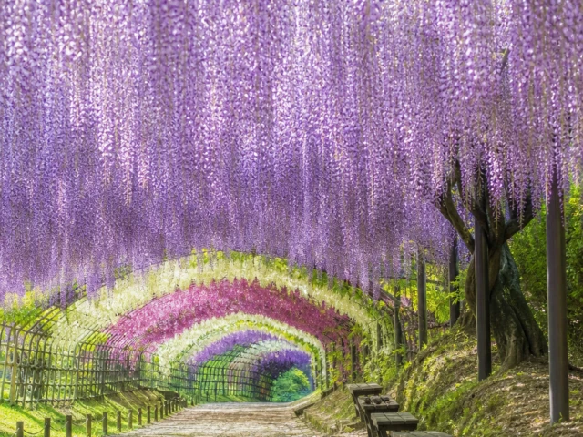 河内藤園のイメージ