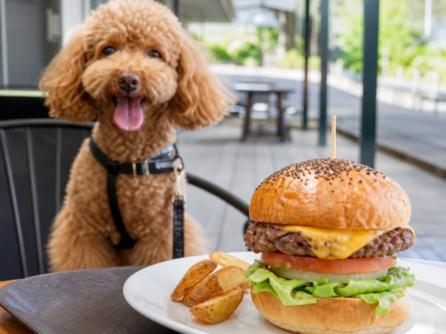 テキサスキングバーガー：ペットと一緒に楽しみたい人のイメージ